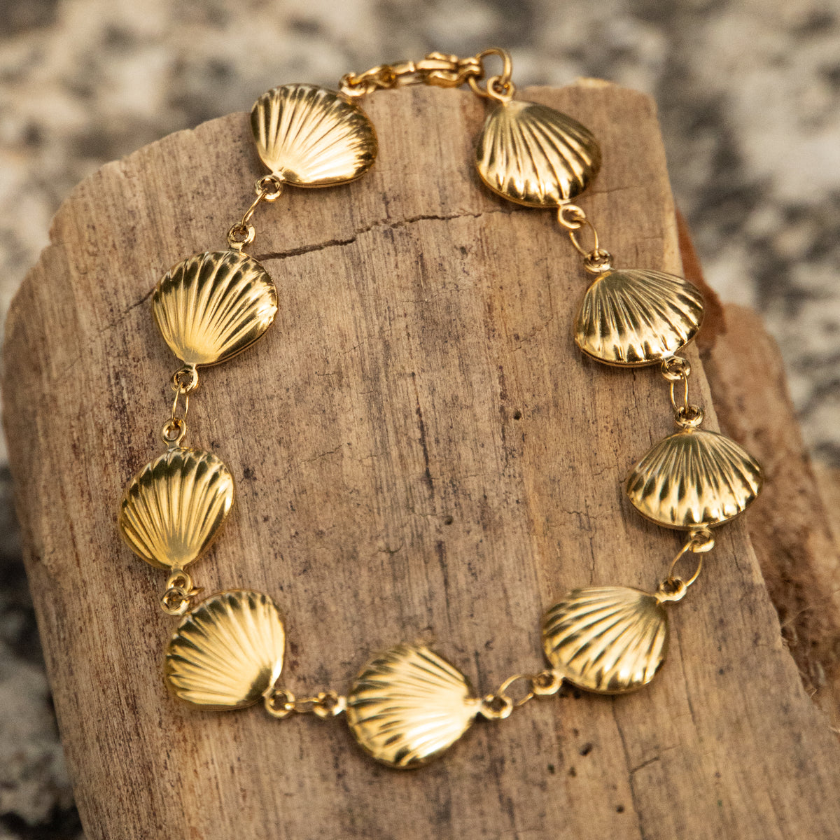 Seashell Collection
