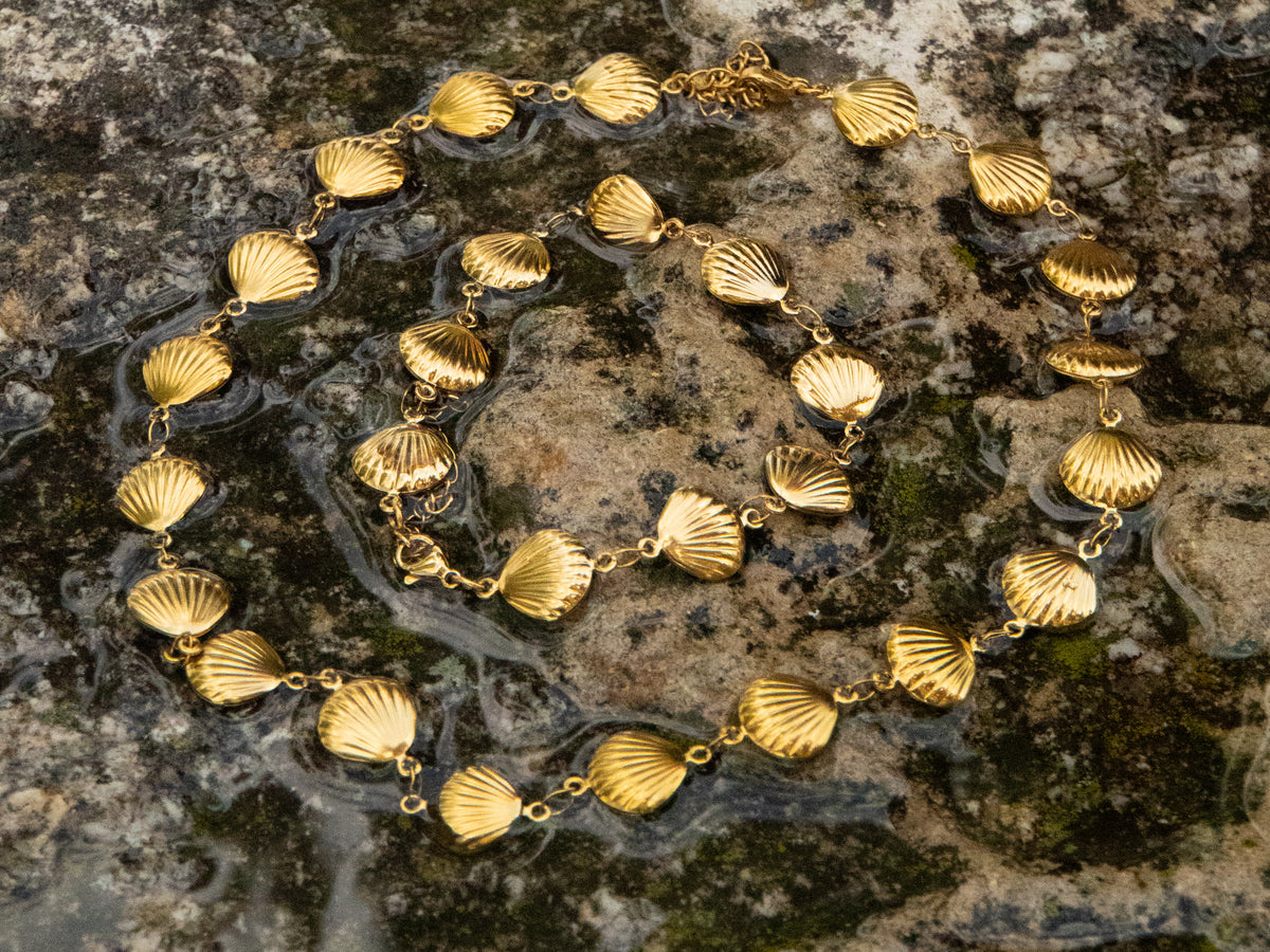 Seashell Collection